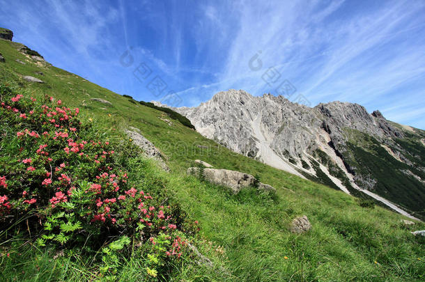 高山草甸