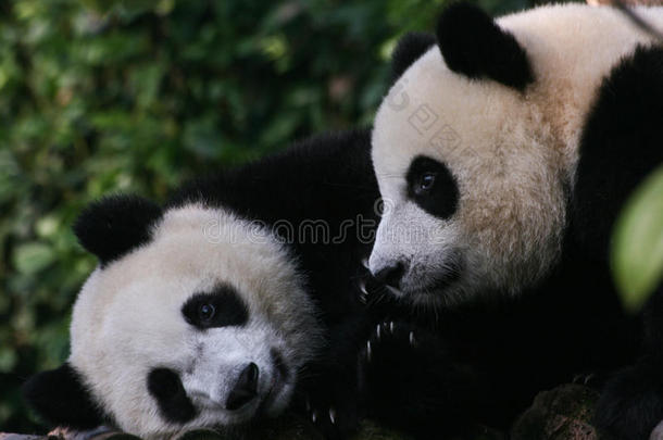 两只大熊猫在一起