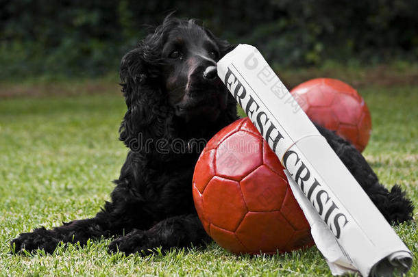 2个足球，带报纸标题和看门狗