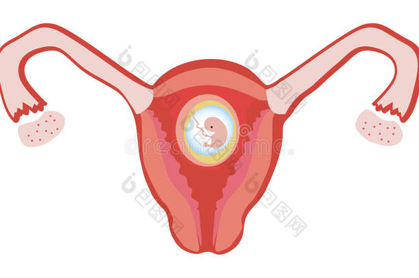 子宫内发育的胎儿