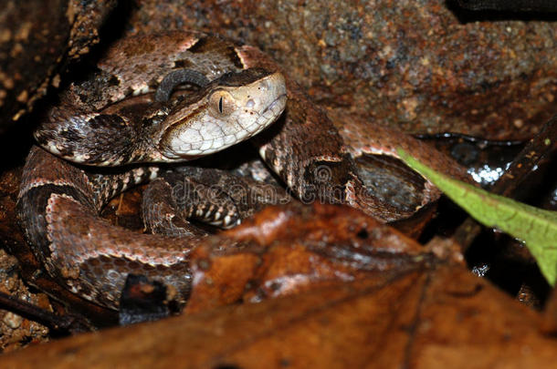 哥斯达黎加的小长蛇