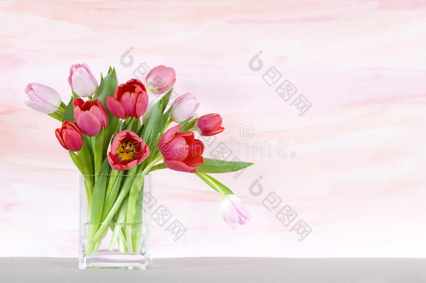 花瓶里的红色和粉色郁金香-水彩背景