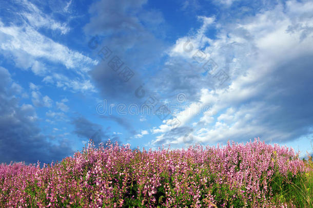 野粉色的花朵和蓝天