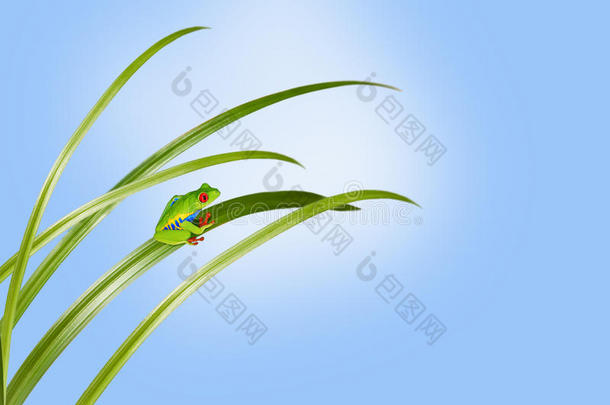草叶上的绿色小青蛙