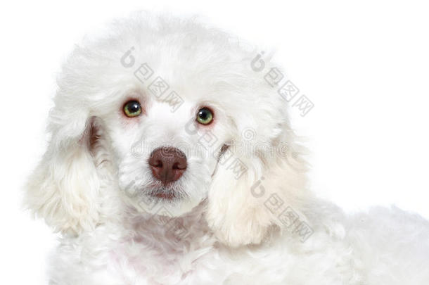 白色贵宾犬