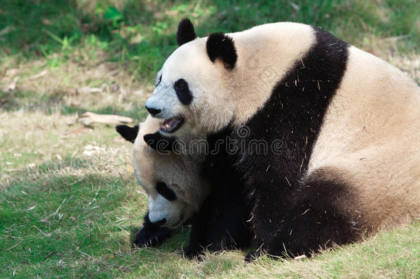两只大熊猫在玩耍