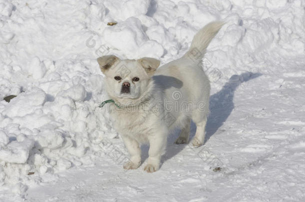 站在雪地里的狗