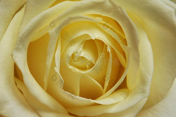 玫瑰单朵乳白色花朵
