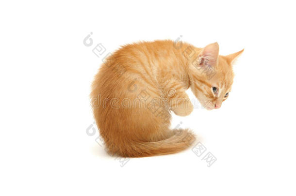 可爱的姜色小猫