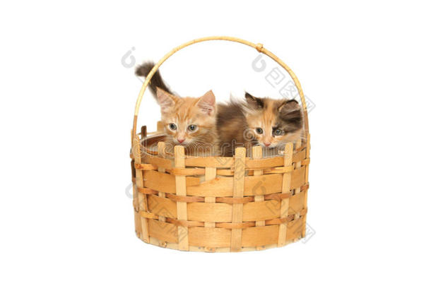两只小猫在篮子里