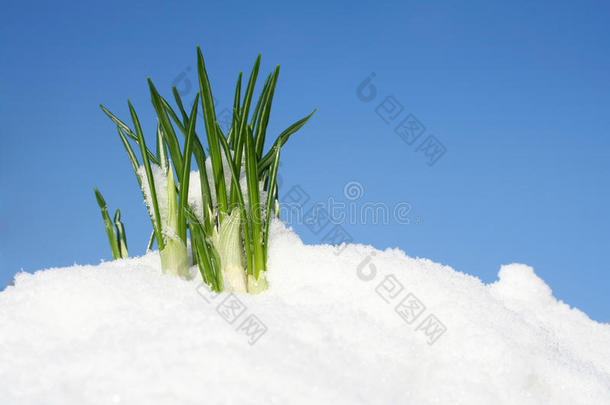 雪中送花