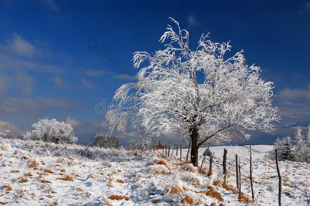 白雪覆盖的树