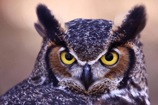 大角猫头鹰-警惕的眼睛