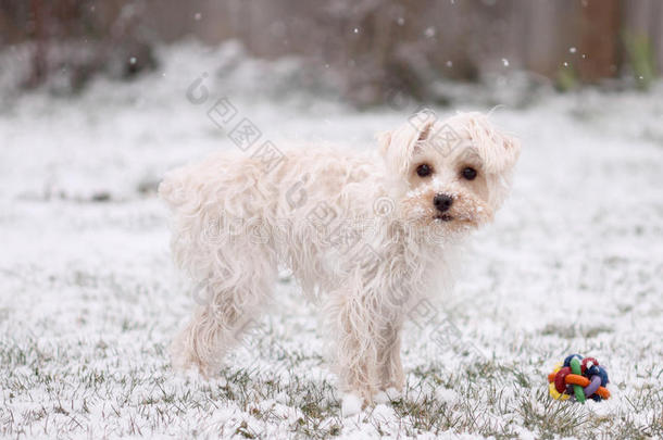 雪地小狗