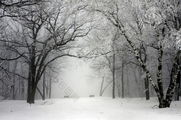 雾蒙蒙的冬季公园