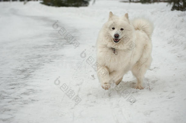 雪地上的萨摩耶狗。