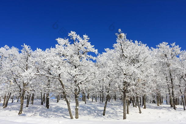 冬季景观-蓝天雪林