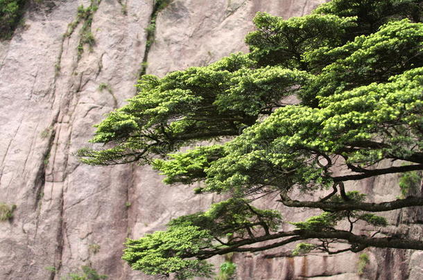 黄山松树