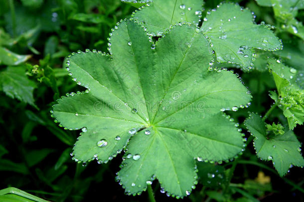 雨滴落在树叶上