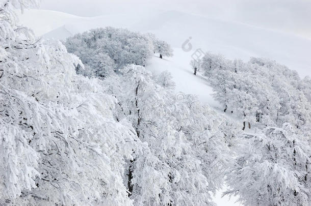 山上的雪树