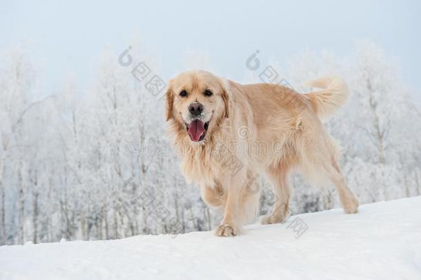 在<strong>雪地里奔跑</strong>的猎犬