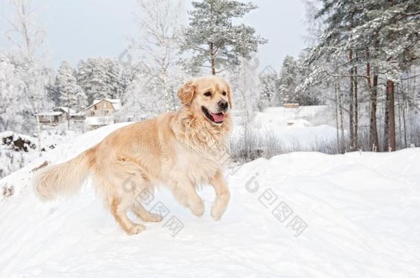 在雪地里奔跑的猎犬