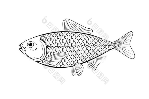 鱼类插图