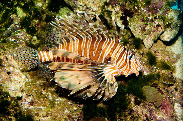 水族馆狮子鱼