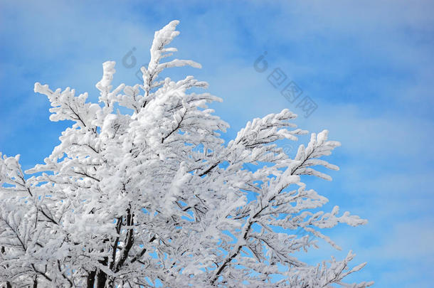 蓝天上的雪树