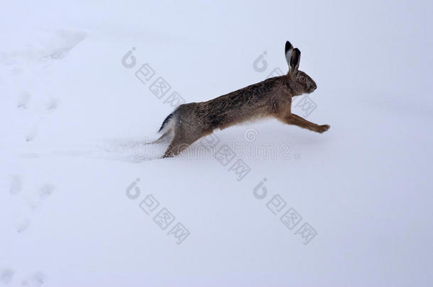 雪地里的欧洲野兔