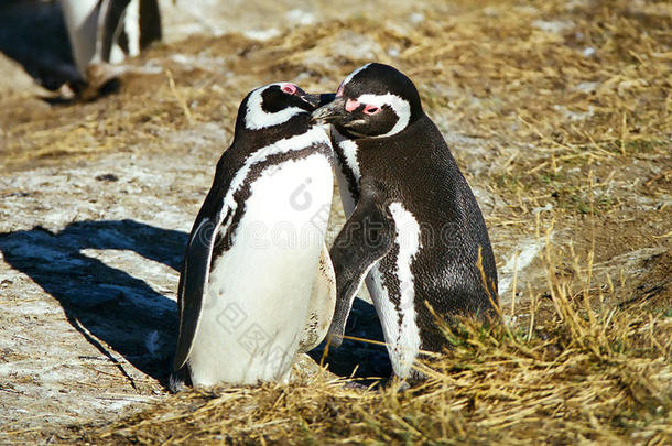 企鹅接吻