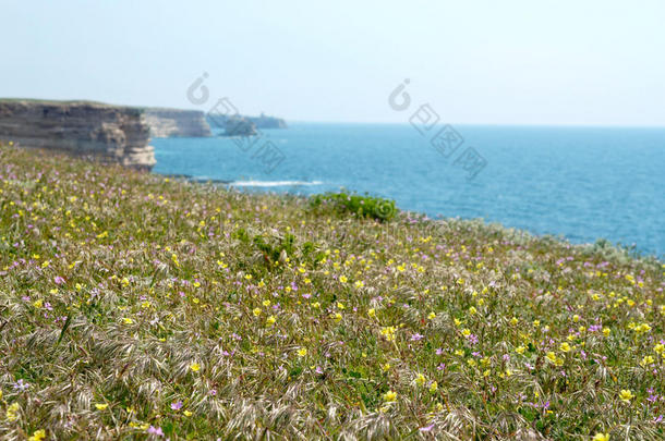 沿海花卉