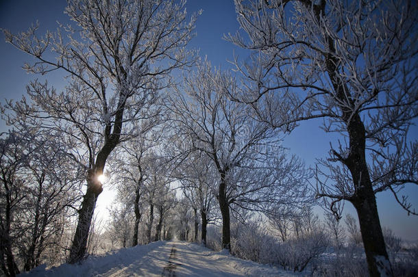 冬季道路，有霜冻树木和雾凇