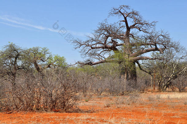 非洲风景中的猴面包树