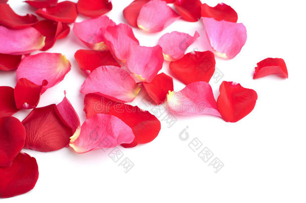 分离出的红色和<strong>粉色玫瑰</strong>花瓣