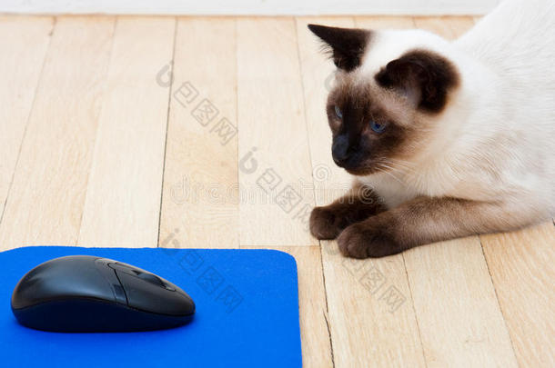 地板上的猫和电脑<strong>鼠标</strong>