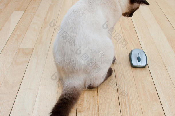 硬木地板上的猫和电脑鼠标