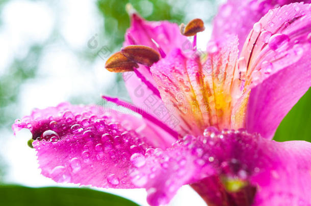 龙须菜/花露水