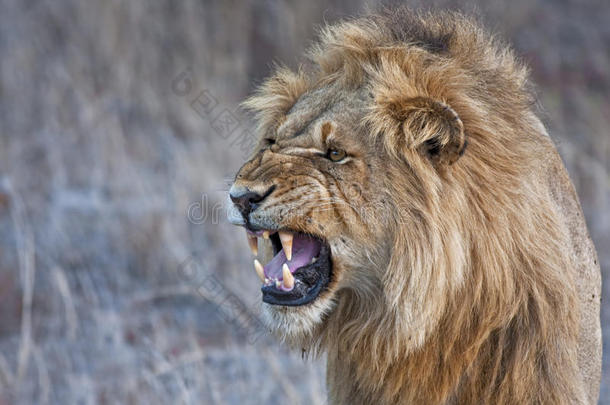 愤怒的狮子咆哮