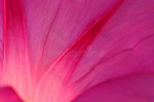 粉红花瓣抽象画