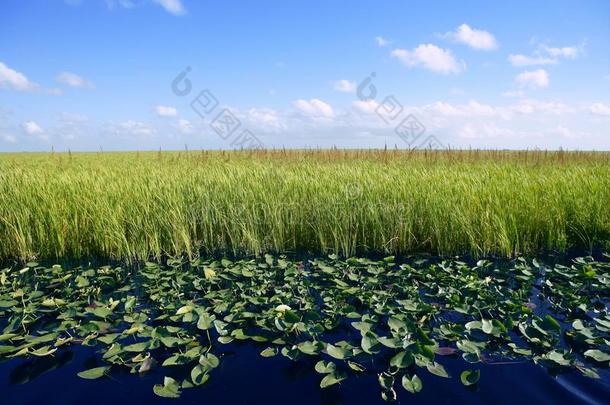 佛罗里达大<strong>沼泽湿地</strong>的蓝天
