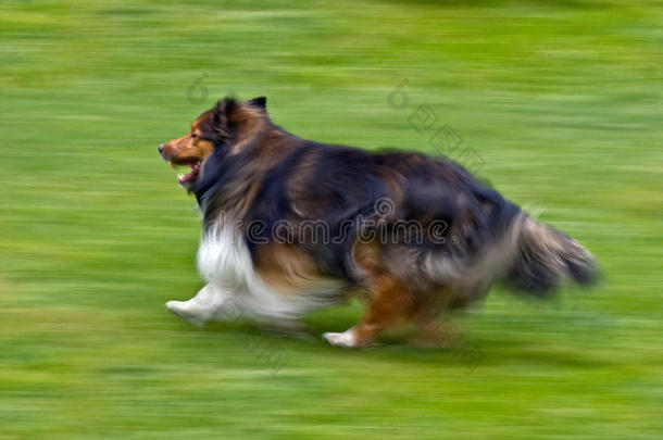 设得兰牧羊犬在草地上奔跑