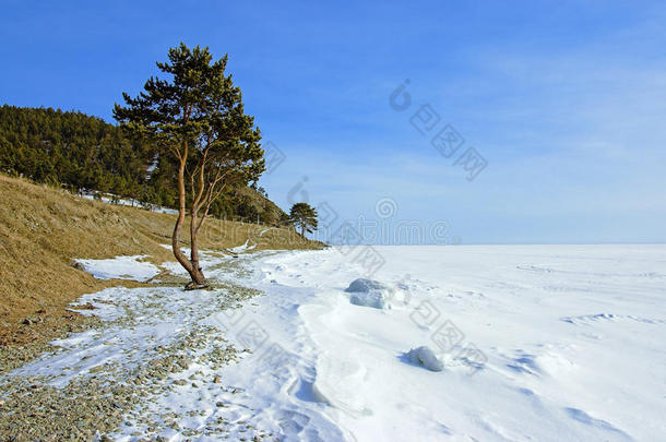 冰冻贝加尔湖岸边的树