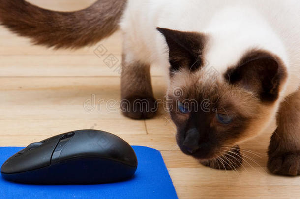 暹罗猫看电脑鼠标