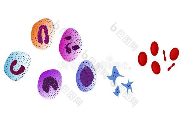 血细胞-插图