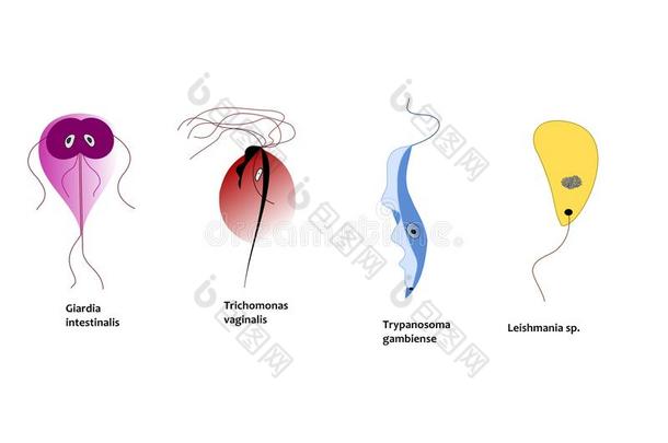 感染人的原生动物