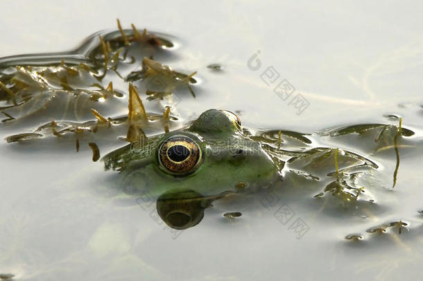 坐在水里的<strong>青蛙</strong>
