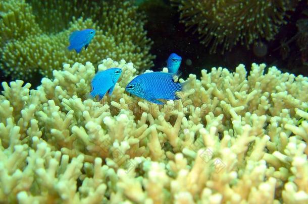 小鱼和珊瑚水族馆