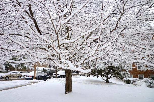 小区雪树