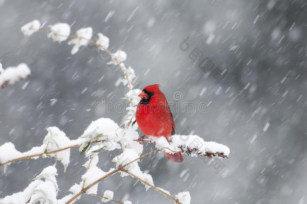 暴风雪中的北方红雀